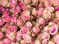 Пазл Розы