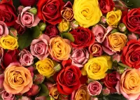 Пазл Розы