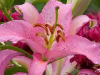 Пазл Розовая лилия