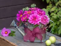 Пазл Розовые георгины