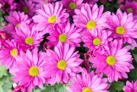 Пазл Розовые хризантемы