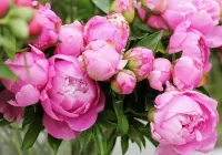 Пазл Розовые пионы