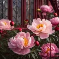 Пазл Розовые пионы