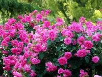 Пазл Розовый куст