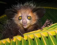 Пазл Руконожка