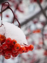 Пазл Рябина