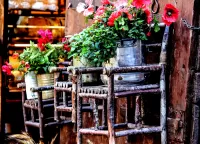 Пазл Садик во дворе