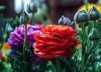 Пазл Садовый лютик