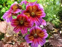 Пазл Сальпиглоссис