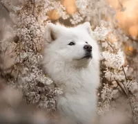 Пазл Самоед