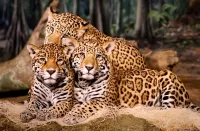 Пазл Семейное фото