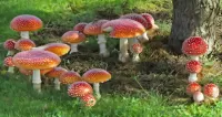 Пазл Семейство мухоморов