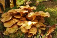 Пазл Семейство опят