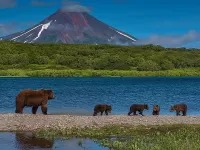 Пазл Семья медведей