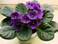 Пазл Сенполия 