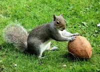 Пазл Серая белка