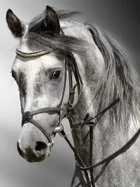 Пазл Серая лошадь