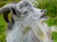 Пазл Серенький козлик