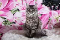 Пазл Серый кот