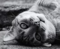 Пазл Серый кот