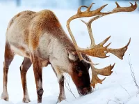 Пазл Северный олень