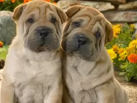 Пазл Шарпеи