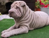 Пазл Шарпей