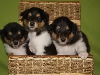 Пазл Щенки колли