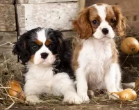 Пазл Щенки спаниеля