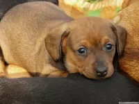 Пазл Щенок 2