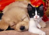 Пазл Щенок и котёнок 