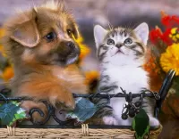 Пазл Щенок и котёнок 