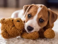 Пазл Щенок и мишка