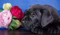 Пазл Щенок и цветы
