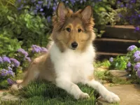 Пазл Щенок колли