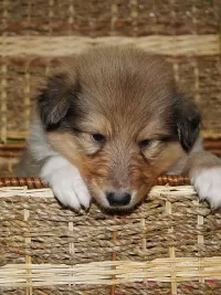 Пазл Щенок колли