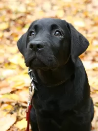 Пазл Щенок лабрадора