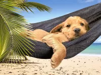 Пазл Щенок в гамаке