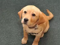 Пазл шенок лабрадор