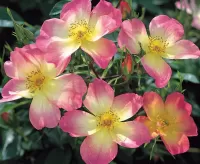 Пазл Шиповник 