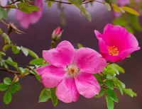 Пазл Шиповник