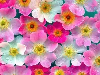 Пазл Шиповник