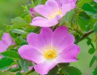 Пазл Шиповник