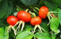 Пазл Шиповник