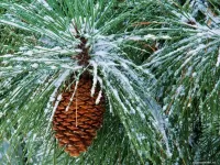 Пазл Шишки на сосне