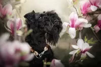 Пазл Шотландский терьер