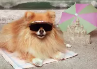 Пазл Шпиц на отдыхе