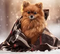 Пазл Шпиц в шали