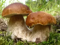 Пазл Сиамские близнецы