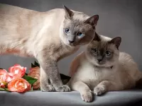 Пазл Сиамские коты